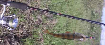 Ловля окуня на ультралайт